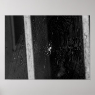 Affiche Araignée de cave
