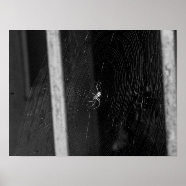 Affiche Araignée de cave (Devant)