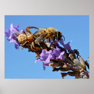 Affiche Araignée de crabe mangeant l'abeille
