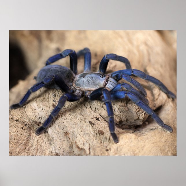 Affiche Araignée de Tarantula Bleue de Cobalt (Devant)