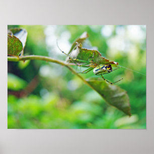 Affiche Araignée de verger à orbite - Leucauge venusta