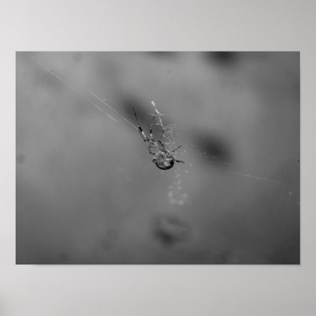 Affiche Araignée diadème (Devant)