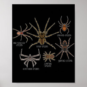 Affiche Araignée Espèce Tarantula Arachnid Cadeaux Araigné