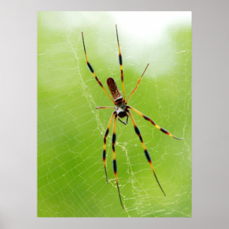 Affiche Araignée jaune et noire (Arrière - plan vert)