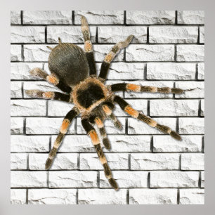 Affiche araignée mygale (Brachypelma smithi). 