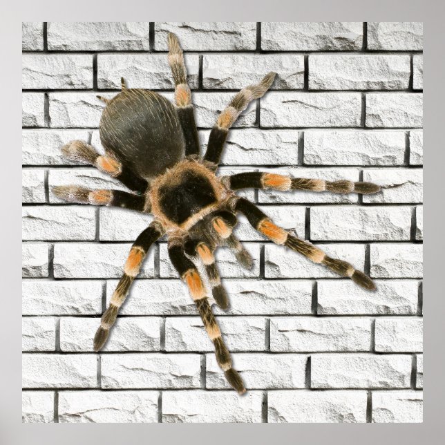 Affiche araignée mygale (Brachypelma smithi).  (Devant)