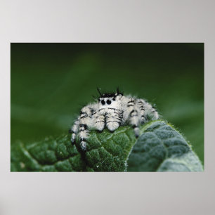 Affiche Araignée sauteuse Metaphid