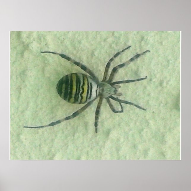 Affiche Araignee spider (Devant)