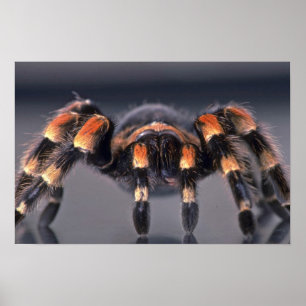 Affiche Araignée Tarantula effrayante