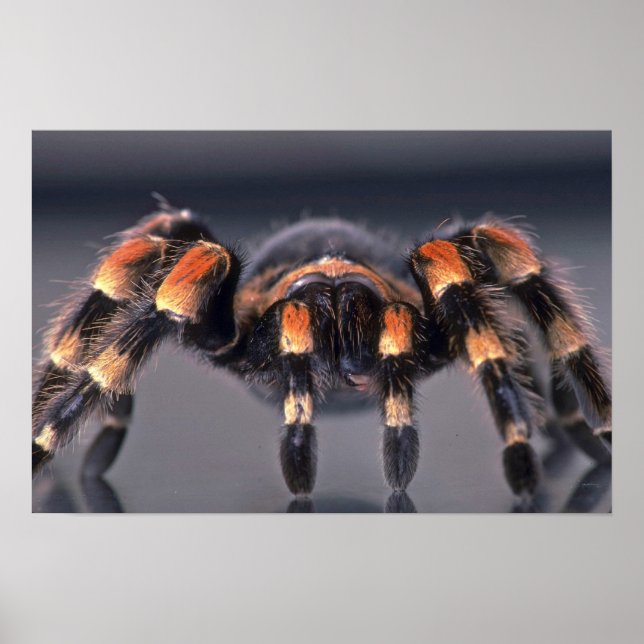 Affiche Araignée Tarantula effrayante (Devant)
