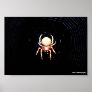 Affiche Araignée tissant une roue orange