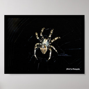 Affiche Araignée tisseuse d'orbe