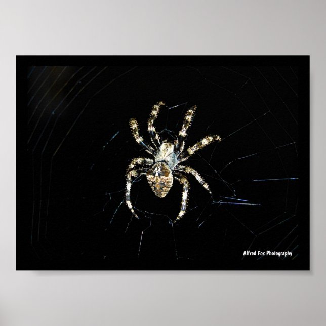 Affiche Araignée tisseuse d'orbe (Devant)