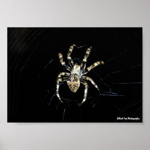 Affiche Araignée tisseuse d'orbe