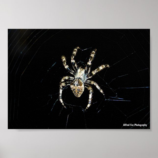 Affiche Araignée tisseuse d'orbe (Devant)