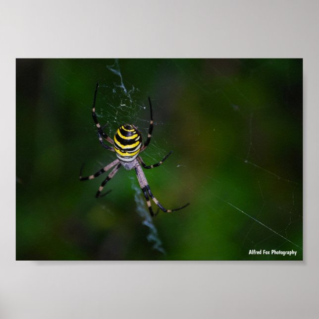 Affiche Araignée waspe, Argiope (Devant)
