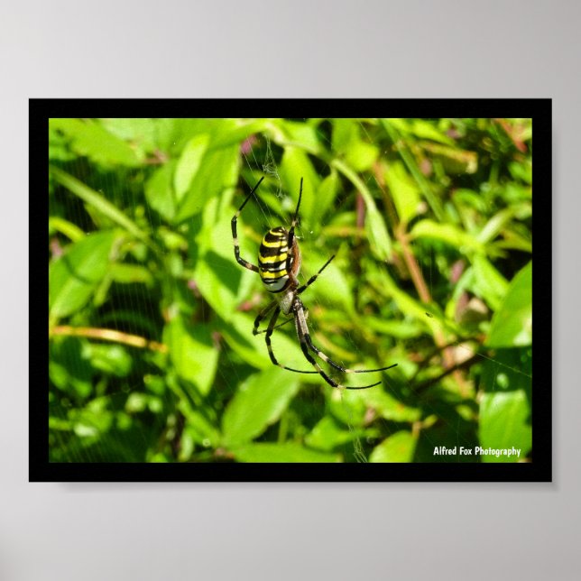 Affiche Araignée waspe dans le vert (Devant)
