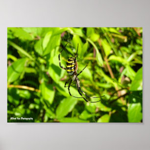 Affiche Araignée waspe dans le vert