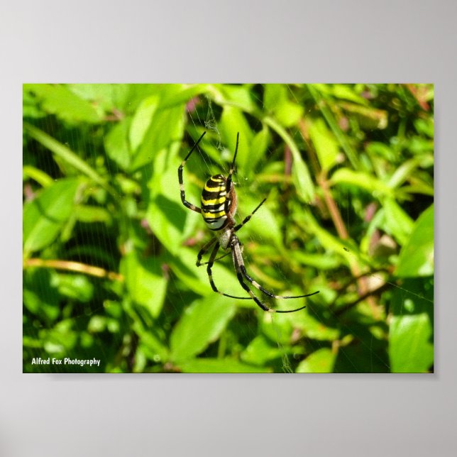 Affiche Araignée waspe dans le vert (Devant)