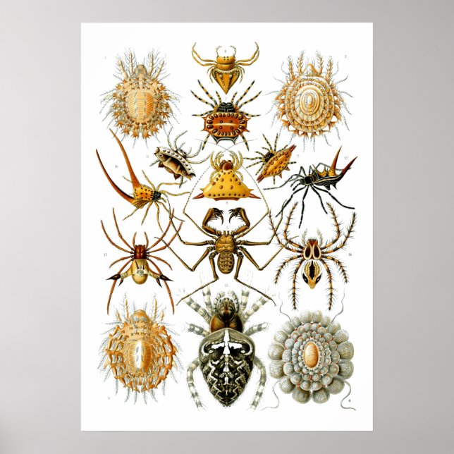 Affiche Araignées Arachnida Illustrations par Ernst Haecke (Devant)