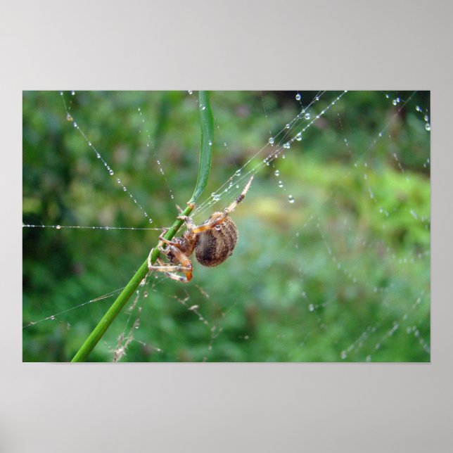 Affiche Araneus - Araignée à toile orbiculaire (Devant)