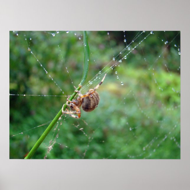 Affiche Araneus - Orb Weaver Spider (Devant)