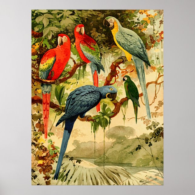 Affiche Aráras, Emil August Göldi (1900-1906) (Devant)