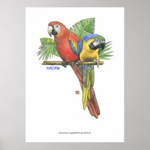Affiche Aras tropicaux