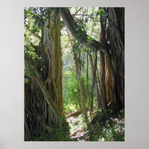 Affiche Arborescence des figues