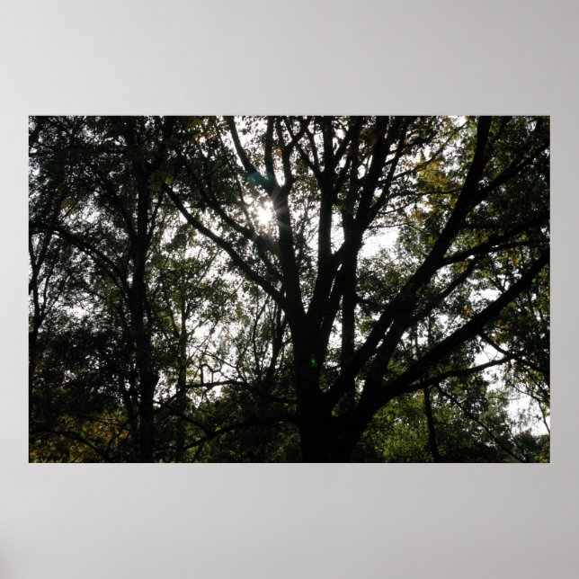 Affiche Arbre (Devant)
