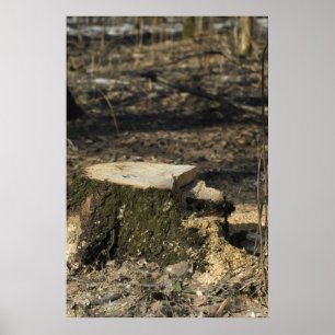 Affiche Arbre