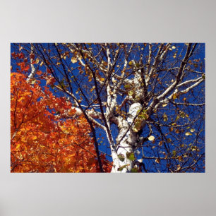 Affiche Arbre à bouleau en haut