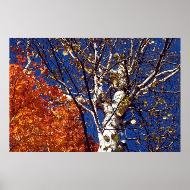 Affiche Arbre à bouleau en haut (Devant)