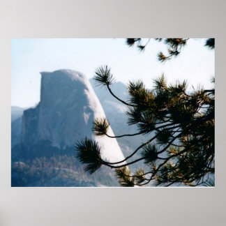 Affiche Arbre à demi-dôme