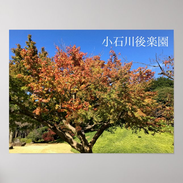 Affiche Arbre à érable coloré (Devant)