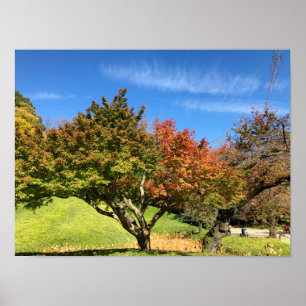 Affiche Arbre à érable coloré en automne
