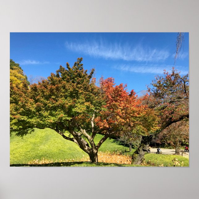 Affiche Arbre à érable coloré en automne (Devant)