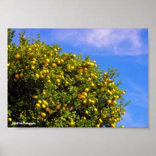Affiche Arbre à mandarines sous un ciel bleu