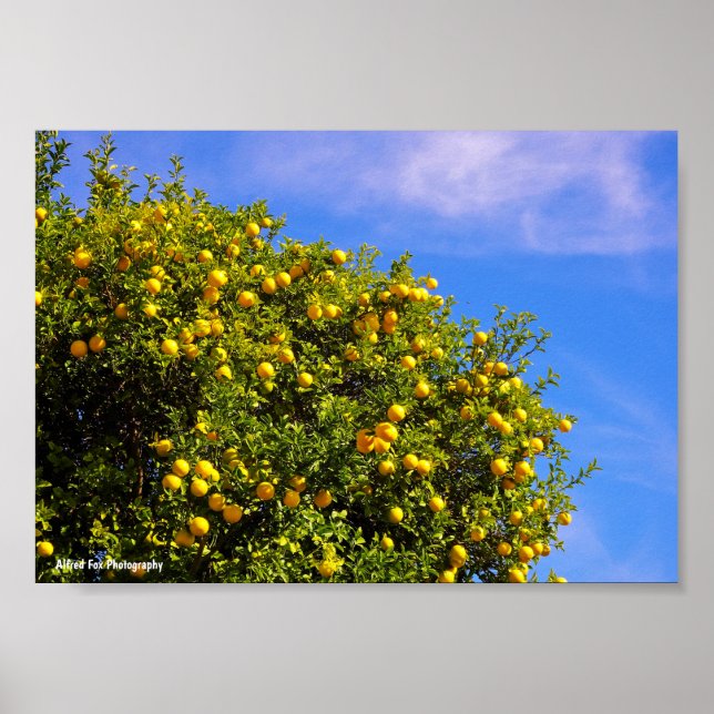 Affiche Arbre à mandarines sous un ciel bleu (Devant)