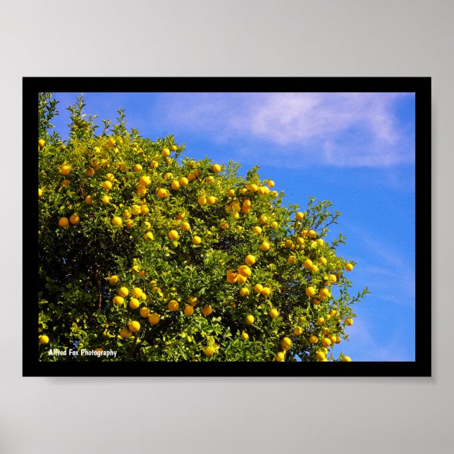 Affiche Arbre à mandarines sous un ciel bleu (Devant)