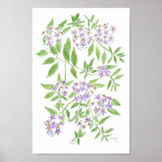 Affiche arbre à pomme de terre du Chili