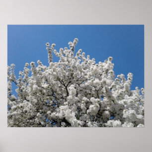 Affiche Arbre à pommes de neige printanières en fleurs