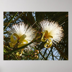 Affiche Arbre à raser