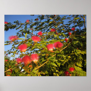 Affiche Arbre à soie de Perse