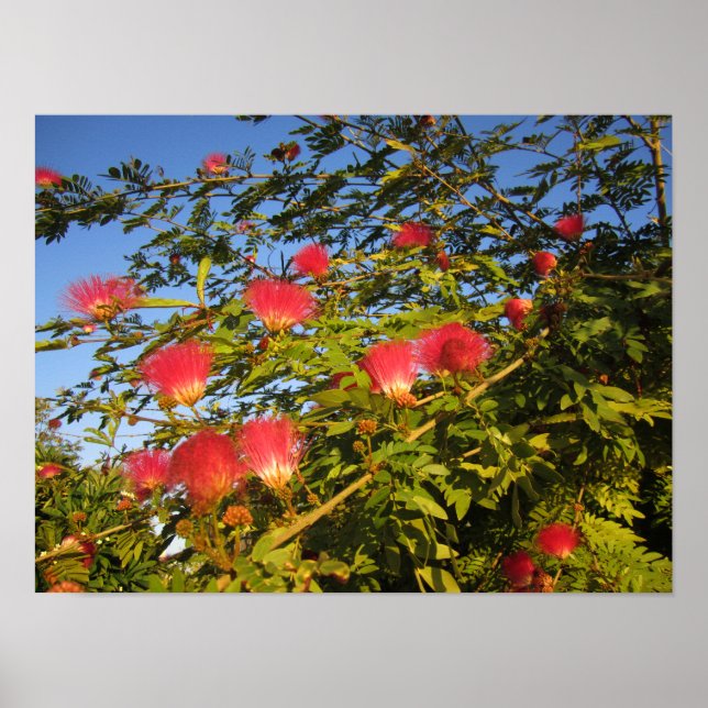 Affiche Arbre à soie de Perse (Devant)