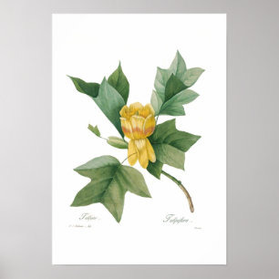 Affiche Arbre à tulipes
