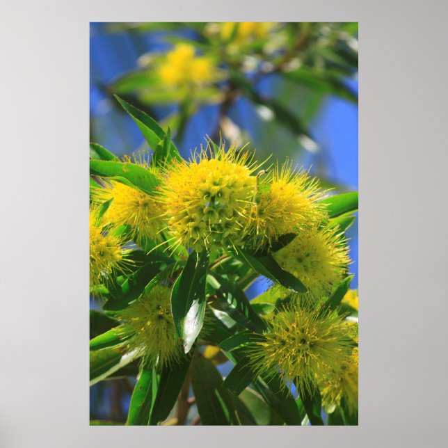 Affiche Arbre à wattle jaune (Devant)