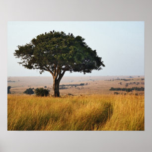 Affiche Arbre acacia isolé dans les plaines herbeuses, Mas