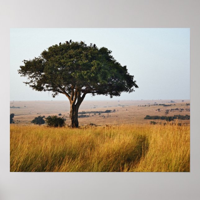 Affiche Arbre acacia isolé dans les plaines herbeuses, Mas (Devant)