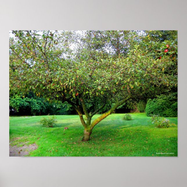 Affiche Arbre Apple (Devant)
